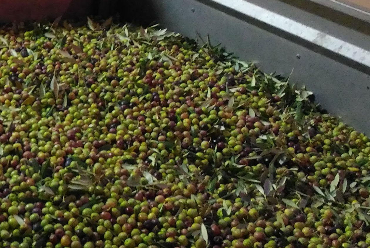 Robatori d’olives