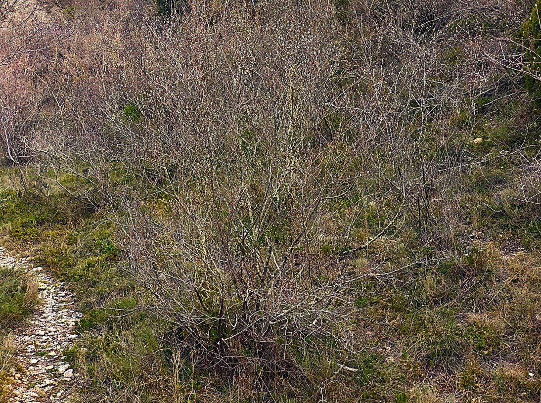 Descriuen al Parc Natural de Montsant una nova comunitat vegetal única a Catalunya