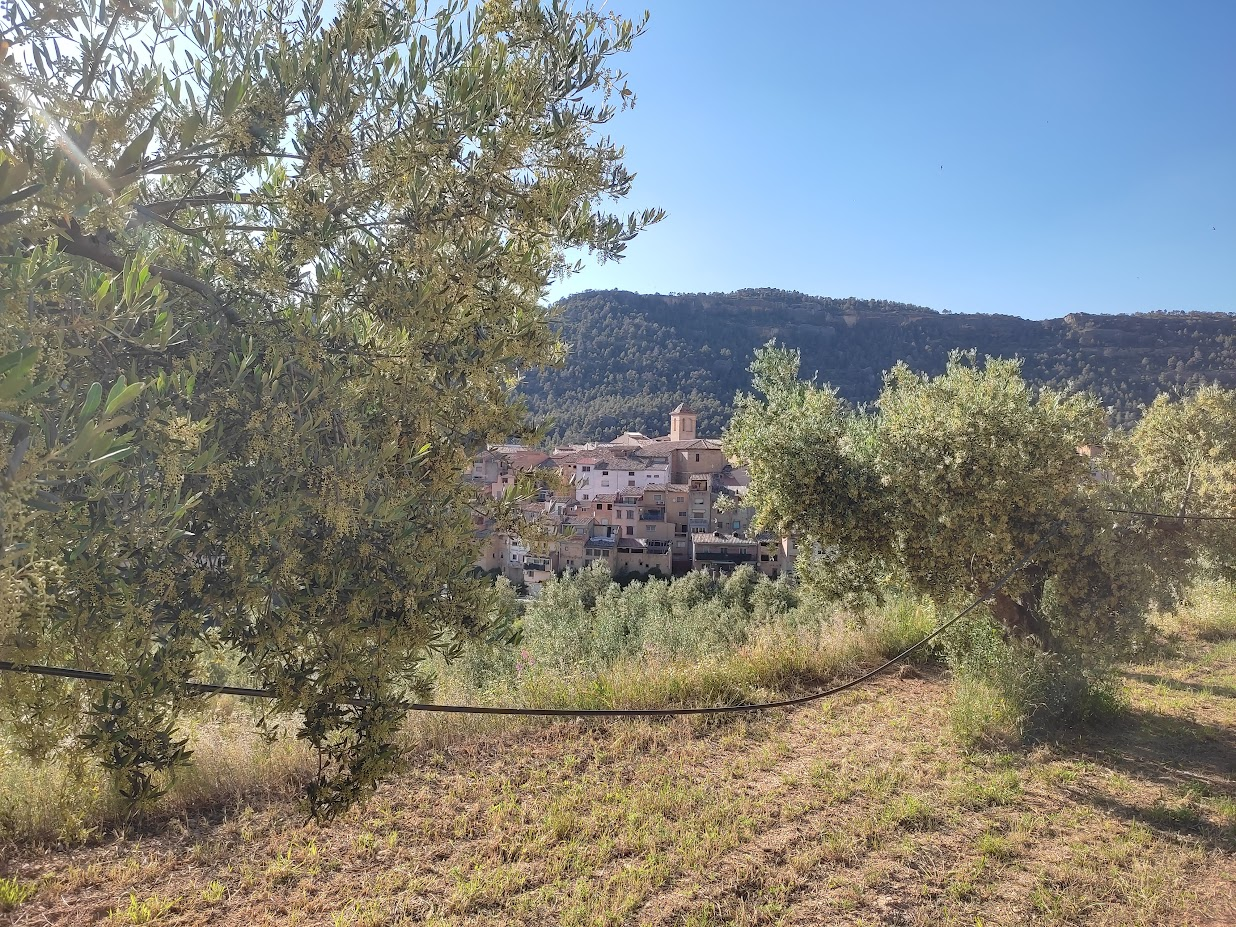 La campanya de l’oliva comença amb menys producció i uns preus un 24% inferiors als de l’any passat